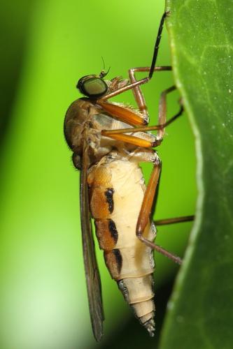 Rhagio tringarius