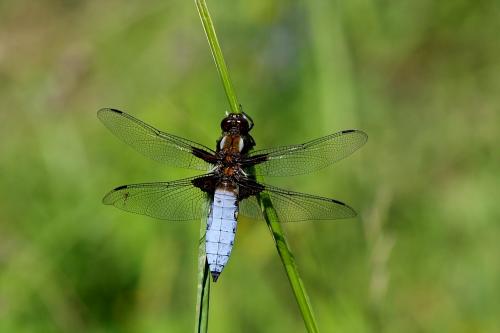 vážka ploská / vážka ploská / Broad-bodied Chaser