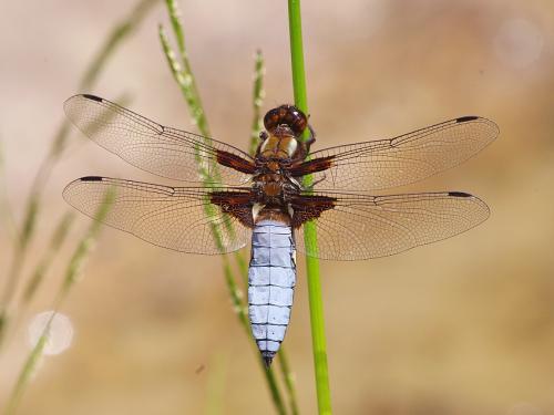 vážka ploská / vážka ploská / Broad-bodied Chaser