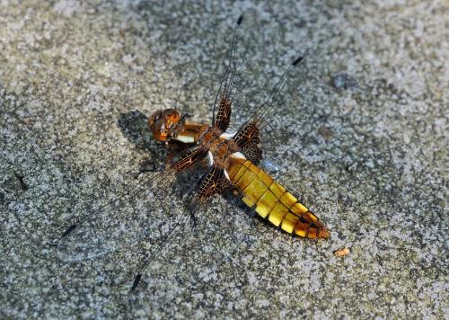 vážka ploská / vážka ploská / Broad-bodied Chaser