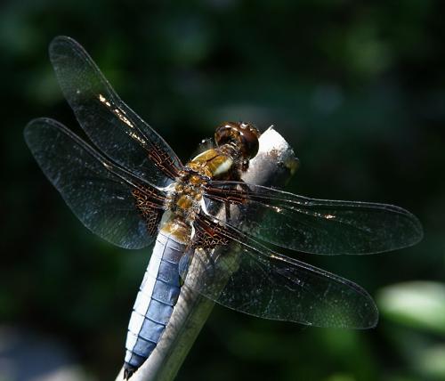 vážka ploská / vážka ploská / Broad-bodied Chaser