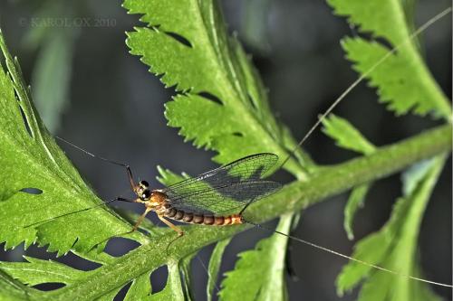 Ephemeroptera