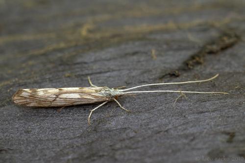Trichoptera