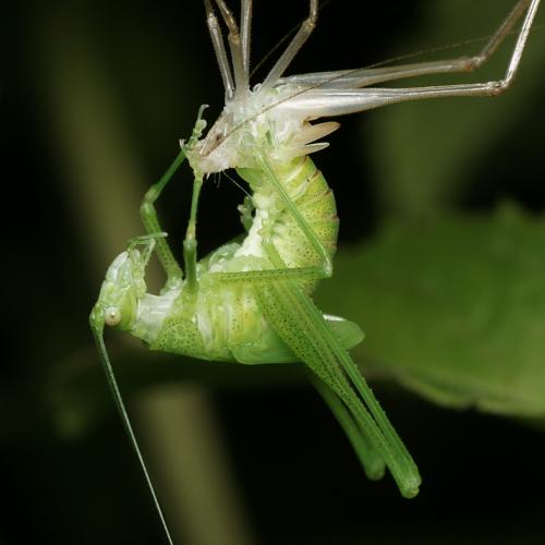 Tettigonia sp.
