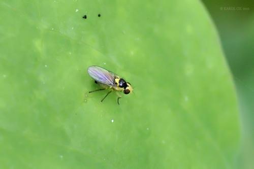 Liriomyza sp.