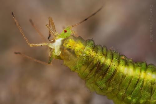Larva pestřenky
