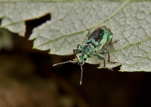 Phyllobius sp.