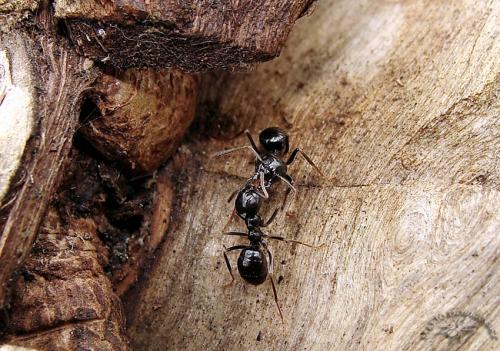 Lasius sp.