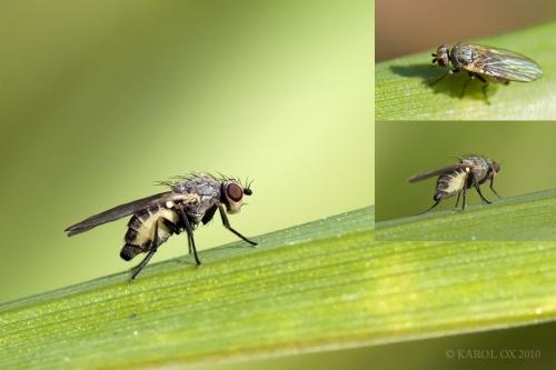 Agromyzidae