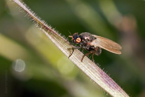 Calliopum sp.