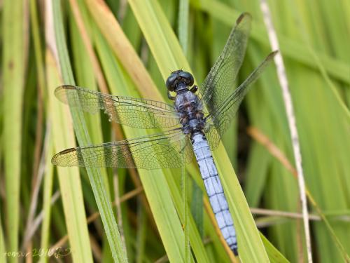 vážka modrá / vážka žlutoskvrnná / Keeled Skimmer