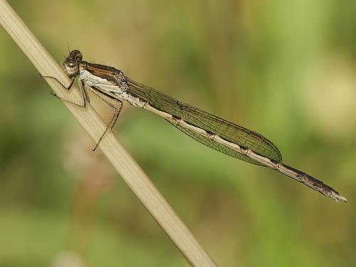 šidlovka hnedá / šídlatka hnědá / Common Winter Damselfly