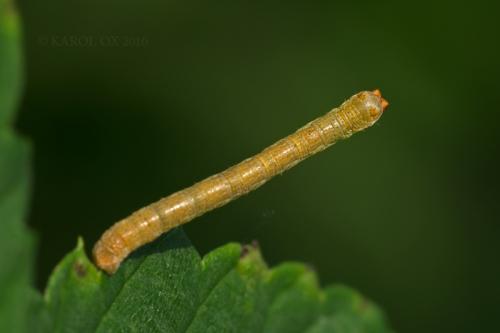 piadivkovité