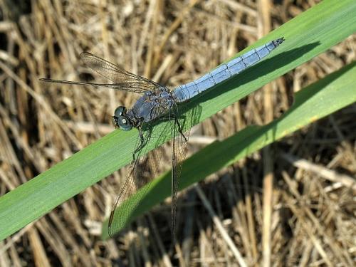 vážka modrá / vážka žlutoskvrnná / Keeled Skimmer