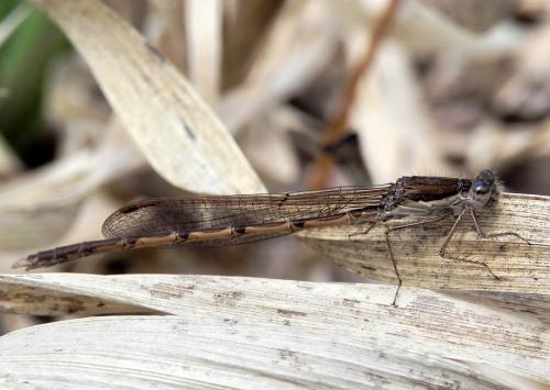 šidlovka hnedá / šídlatka hnědá / Common Winter Damselfly
