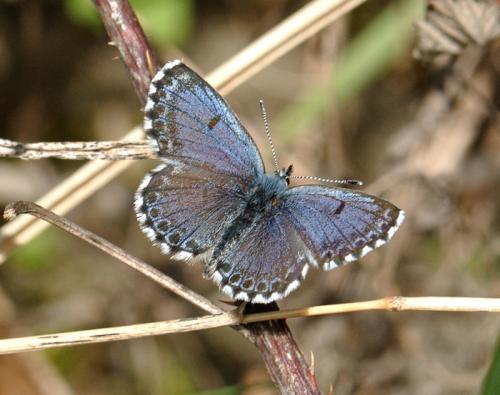 modráčik rozchodníkový