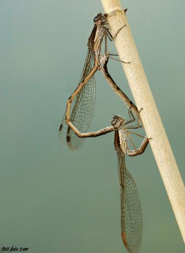 šidlovka hnedá / šídlatka hnědá / Common Winter Damselfly