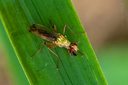 Scathophagidae
