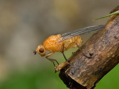 Lauxaniidae