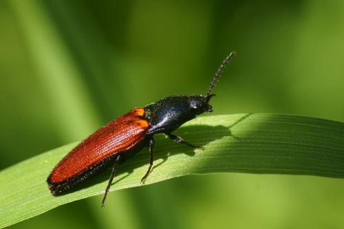 ampedus sp