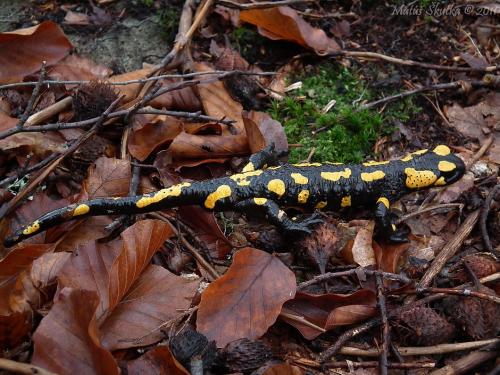 salamandra škvrnitá