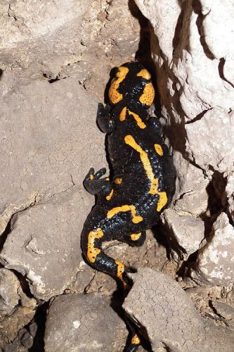 salamandra škvrnitá