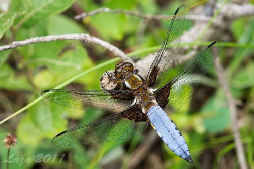vážka ploská / vážka ploská / Broad-bodied Chaser
