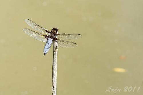 vážka ploská / vážka ploská / Broad-bodied Chaser