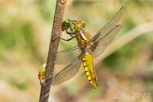 vážka ploská / vážka ploská / Broad-bodied Chaser