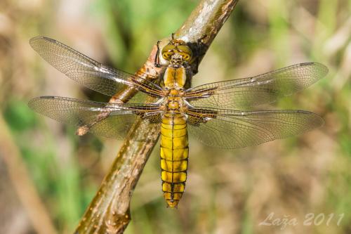 vážka ploská / vážka ploská / Broad-bodied Chaser