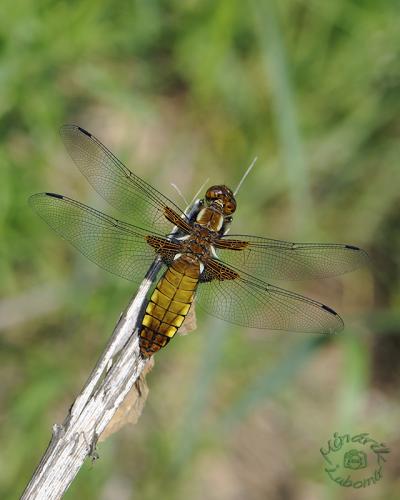 vážka ploská / vážka ploská / Broad-bodied Chaser