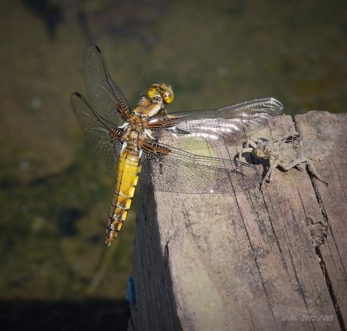 vážka ploská / vážka ploská / Broad-bodied Chaser