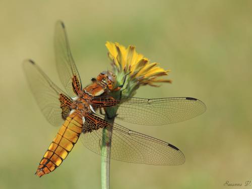 vážka ploská / vážka ploská / Broad-bodied Chaser