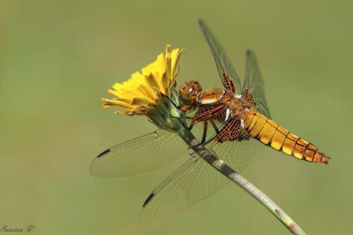 vážka ploská / vážka ploská / Broad-bodied Chaser