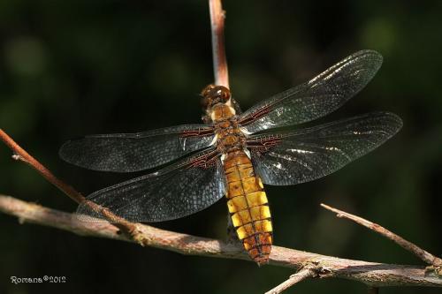 vážka ploská / vážka ploská / Broad-bodied Chaser