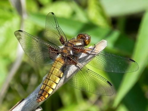 vážka ploská / vážka ploská / Broad-bodied Chaser