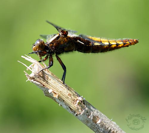 vážka ploská / vážka ploská / Broad-bodied Chaser