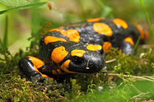 salamandra škvrnitá