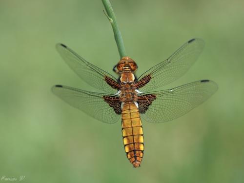 vážka ploská / vážka ploská / Broad-bodied Chaser