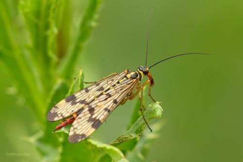 Panorpa sp.