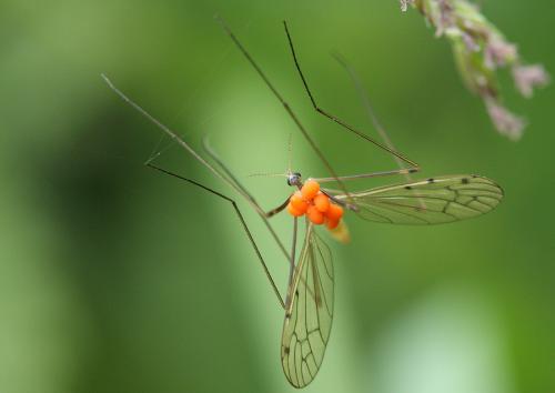 Limoniidae sp.