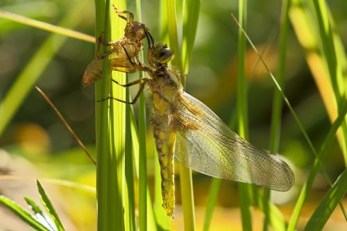 vážka ploská / vážka ploská / Broad-bodied Chaser