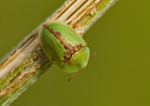 Cassida sp.