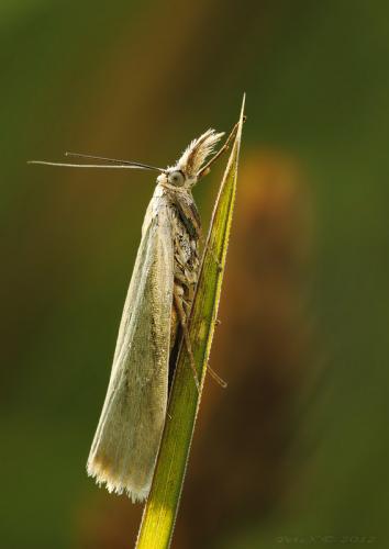 Agriphila