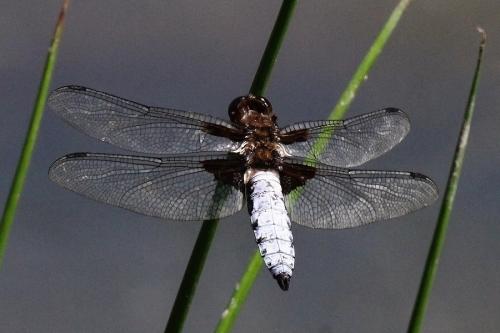 vážka ploská / vážka ploská / Broad-bodied Chaser