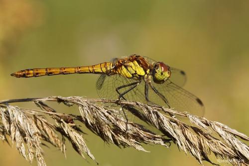 vážka obyčajná / vážka obecná / Moustached Darter