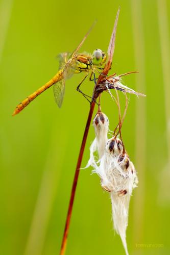 vážka obyčajná / vážka obecná / Moustached Darter