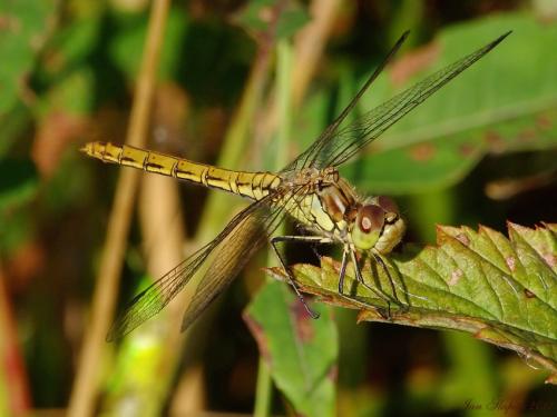 vážka obyčajná / vážka obecná / Moustached Darter