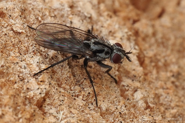 Anthomyia pluvialis