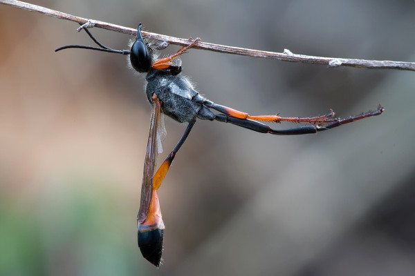 Ammophila heydeni